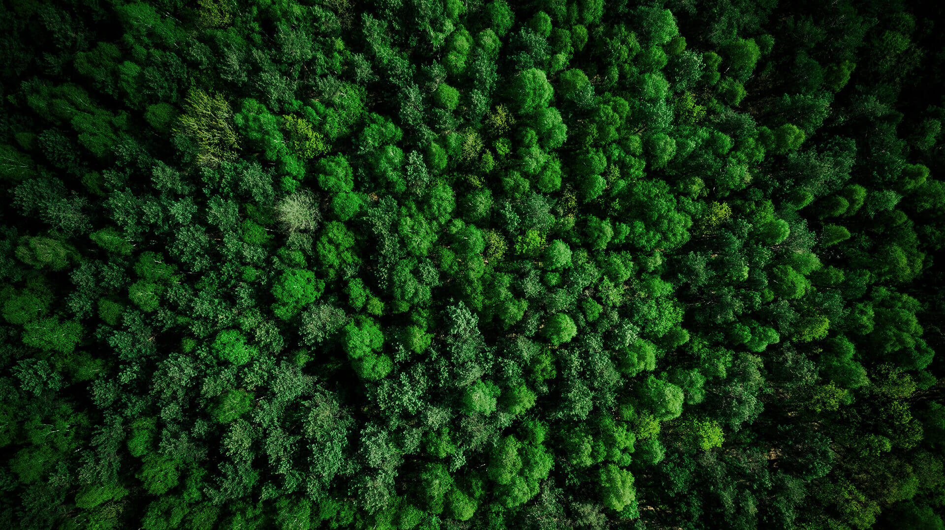 Drone view over green pine forest at summer